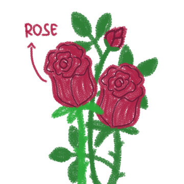 Crayon Doolde Illustration Red Rose with Leaves on Transparent and White Background