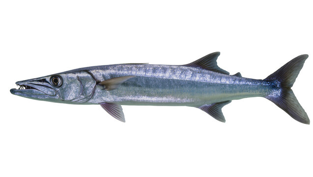 Great Barracuda fish with sharp teeth and silver scales