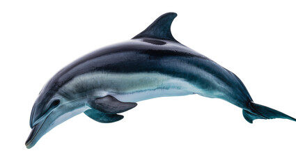 Dolphin swimming with dark blue and grey markings © Anna