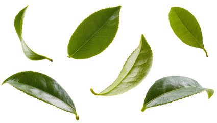Naklejka premium Fresh green tea leaves collection