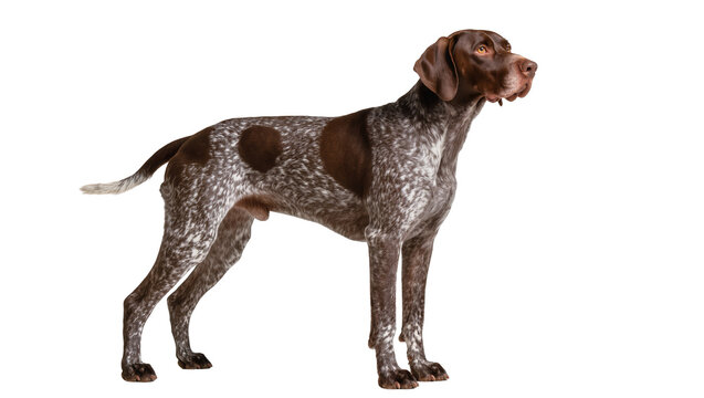 German Shorthaired Pointer dog standing profile view