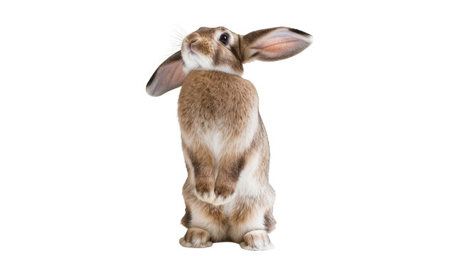 Brown rabbit standing on hind legs with ears up