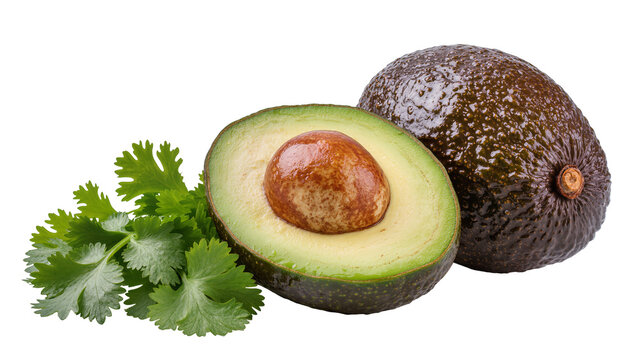 Whole and halved avocado with fresh cilantro leaves