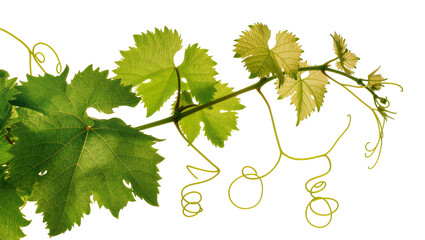 Fototapeta premium Green grape vine leaves and tendrils on white