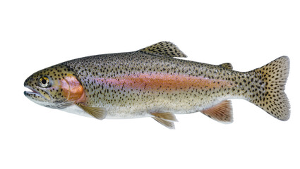 Obraz premium Rainbow trout fish with pink stripe and black spots