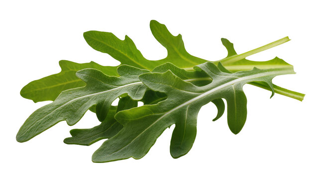 Fresh green arugula leaves with visible veins and serrated edges