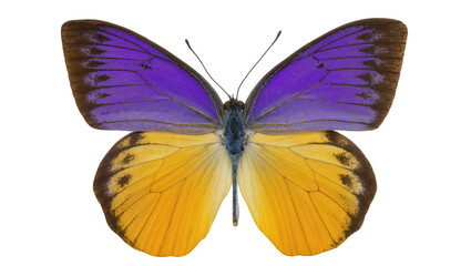 Purple and yellow butterfly with black markings © Lukas