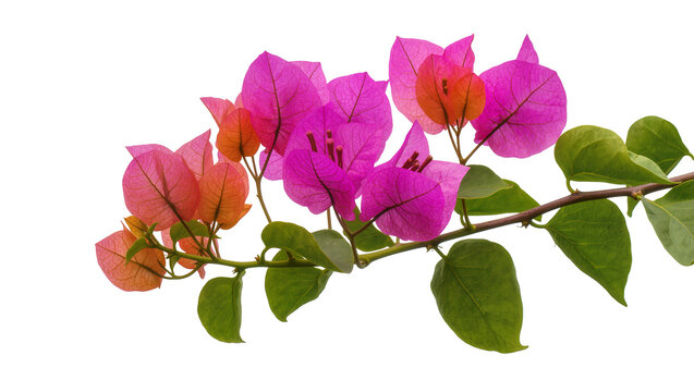 Bougainvillea branch with pink and orange bracts and green leaves
