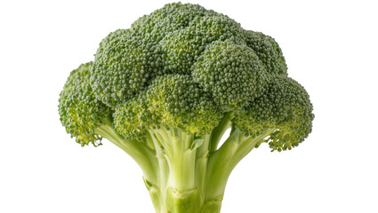Fresh green broccoli head with thick stalk © Lukas