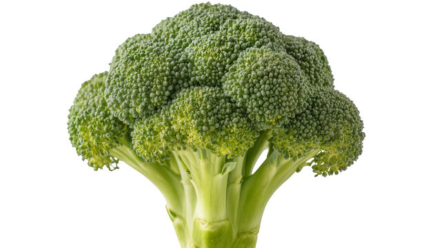 Fresh green broccoli head with thick stalk