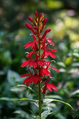 Fototapeta premium Wildflower portrait: Lobelia cardinalis standing tall in natural habitat with bright red blooms