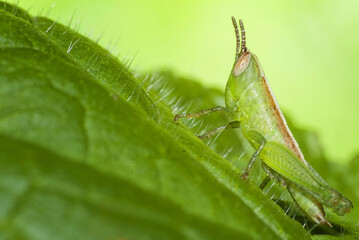 Javanese grasshopper on a leaf with great detail © Tantoyz22