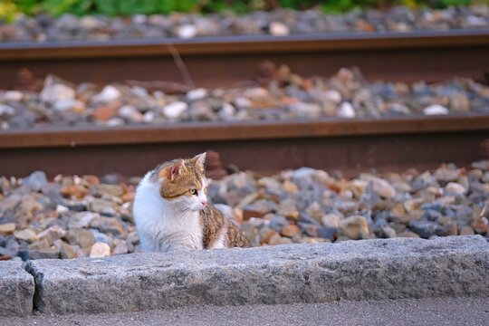 Outdoor portrait  of a cat is sitting next to the train tracks. Horizontal image with copy space. 