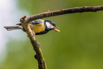 Great Tit feeding © Patrick