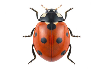 Detailed Overhead View of a Seven Spot Ladybug Macro Photography © Khalilur
