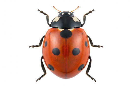 Detailed Overhead View of a Seven Spot Ladybug Macro Photography