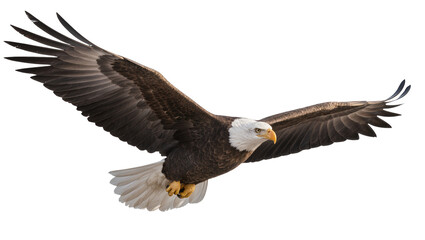 Obraz premium Bald eagle with wings spread wide in flight