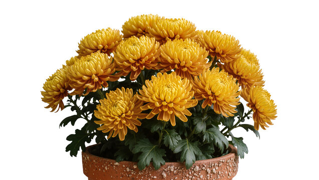 Yellow Chrysanthemum Flowers in Terracotta Pot