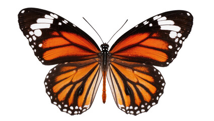 Monarch butterfly with orange black, and white wings © Anna
