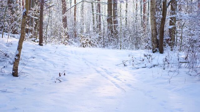 Traces of fox, little beast in the snow. Fox footprints in the deep snow. Follow the trail of wild animals in winter season. Animal tracking, snow print identification. Identifying. Identify