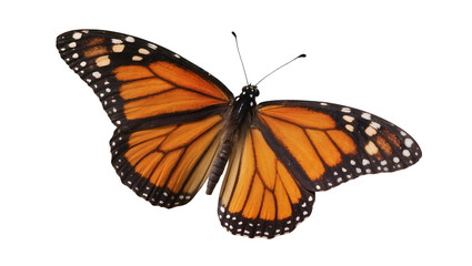 Monarch butterfly with orange and black wings © Leon