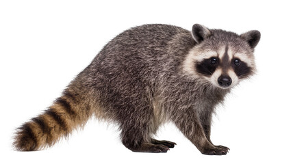 Fototapeta premium Raccoon with striped tail and black eye mask