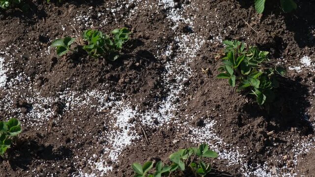 White fertilizer mineral granules scattered around young green strawberry seedlings. Rich topsoil, sunny outdoor. Soil infused fertilizers supports plant development. Garden area, fertilized plants