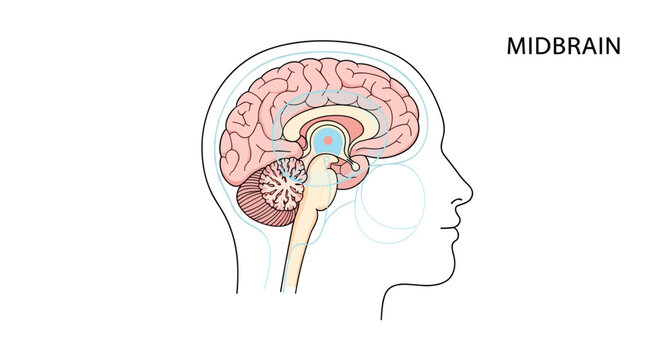 Anatomical cross section of a human head and brain with the midbrain region highlighted in color for medical education purpose.
