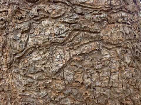 Mature big Dipterocarpaceae tropical tree.