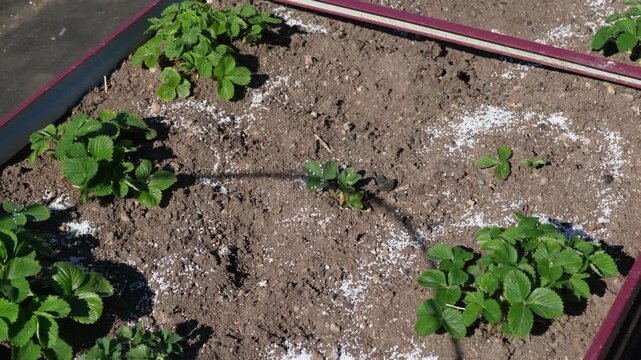 White fertilizer mineral granules scattered around young green strawberry seedlings. Rich topsoil, sunny outdoor. Soil infused fertilizers supports plant development. Garden area, fertilized plants