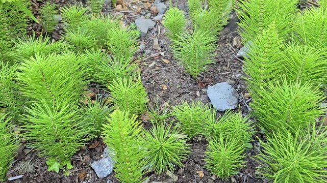 Horsetail or Marestail (Equisetum) living fossil plants in West Wales, in shade.