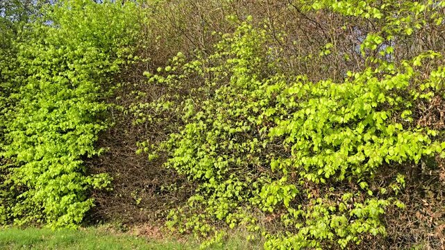 Fresh young green leaves on a Beech (Fagus sylvatica) hedge fluttering in the wind, overview.