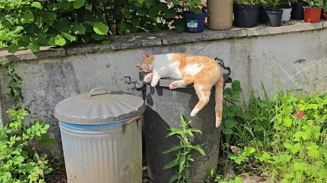Ginger and white cat sleeping on bin 1