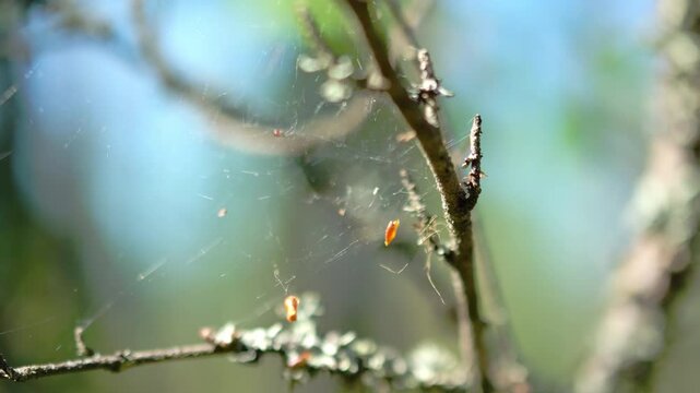 A finnish wolf spider (Pardosa) built a web in birch twigs on summer day. Beautiful sunny weather. The spiders hide their bodies among the branches.