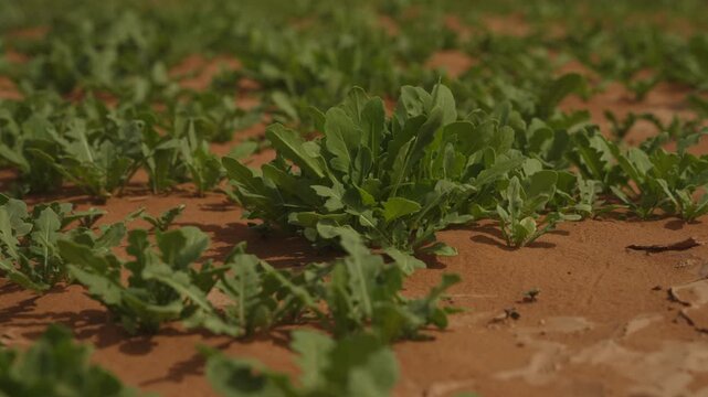 Rows of wild green plants growing naturally in red desert soil near Sahara Morocco