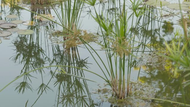 Aquatic plants, including papyrus and water lilies, growing in a tranquil pond with reflections in the water.