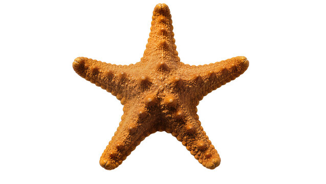 Orange starfish with five arms and bumpy texture
