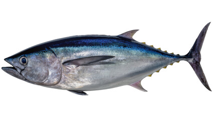 Obraz premium Bluefin tuna fish with silver and blue scales
