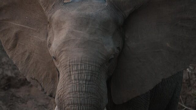 Close up of an African elephant in Gonarezhou National Park Zimbabwe during late evening