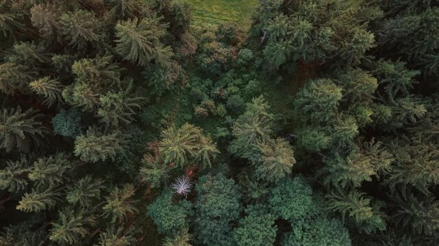 Drohne TopDown fliegt &uuml;ber Wald zu einer Wiese