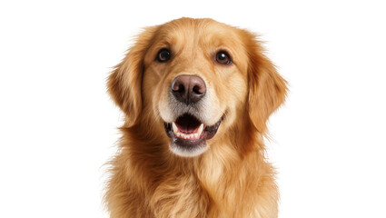 Obraz premium Golden Retriever dog headshot with open mouth and happy expression