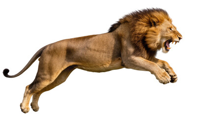Male lion mid-leap with mouth open roaring © Laura