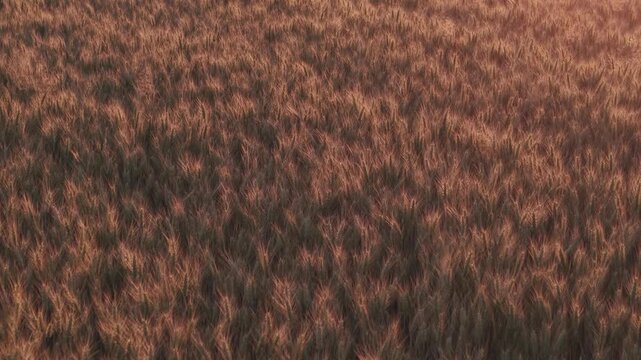 A close-up view of a mature wheat field illuminated by warm golden sunlight.