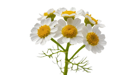 Fototapeta premium White Chamomile Flowers with Yellow Centers and Green Stems