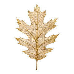 Fototapeta premium Gold Painted Skeletal Oak Leaf for Fragile Luxurious Autumn Conceptual Art