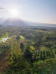 Obraz premium Terraced Rice Fields at Sunrise in Indonesia. Beautiful panoramic view of terraced rice fields surrounded by lush tropical greenery and palm trees