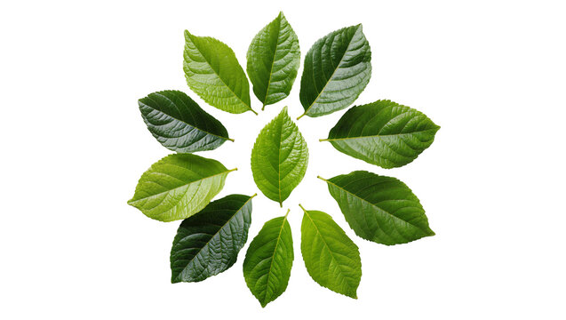 Green leaves arranged in a circular pattern