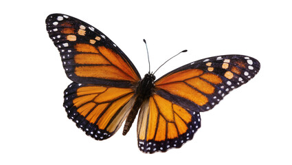 Monarch butterfly with orange wings and black veins © Laura
