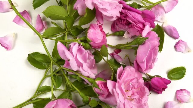 Fresh pink roses and rose petals are on a white table, top view, background