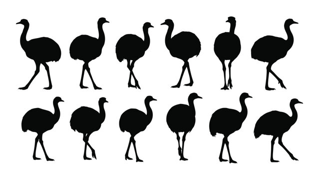 Black ostrich silhouettes walking in different poses